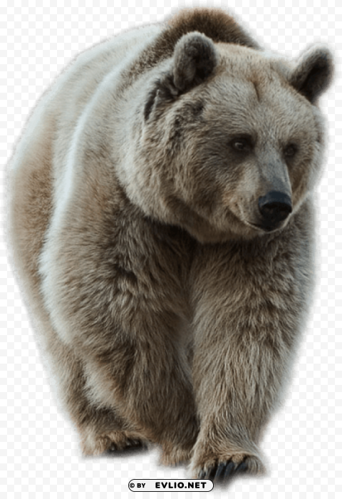 bear Isolated Graphic with Clear Background PNG png images background - Image ID b3c854f5