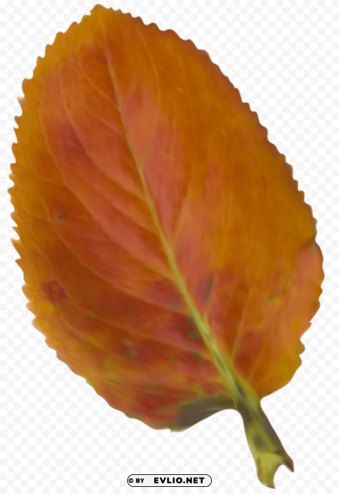 beautiful autumn leafpicture Isolated Subject with Transparent PNG