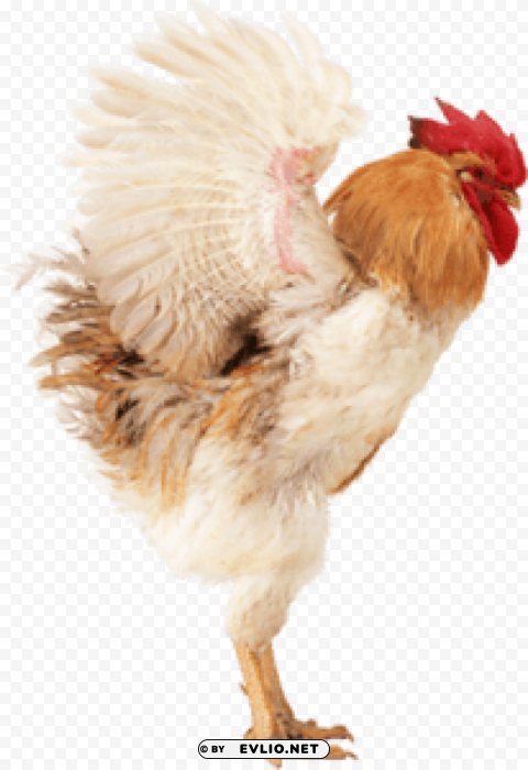 cock High-quality transparent PNG images