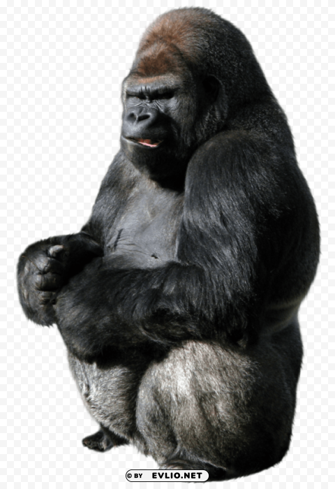 gorilla Isolated Design Element in HighQuality PNG
