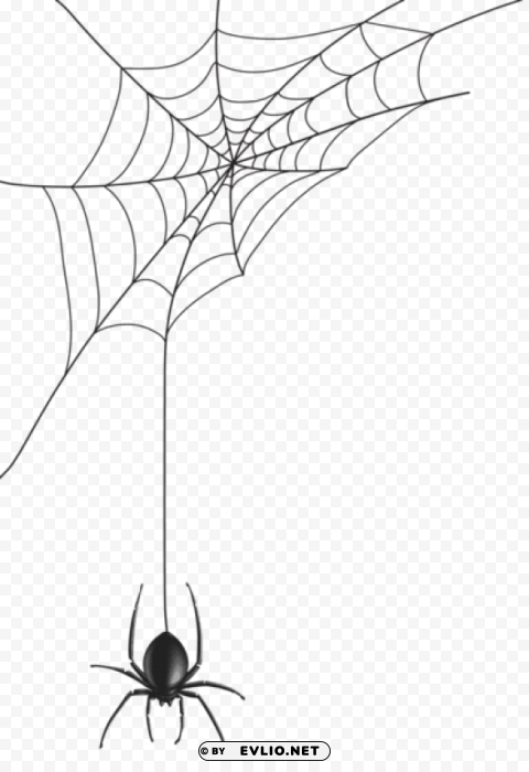 spider web PNG with no cost