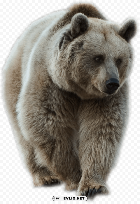 Transparent Brown Bear Isolated PNG Graphic With Transparency