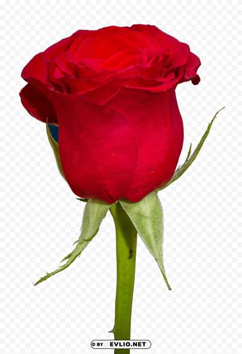 rose PNG images with no limitations