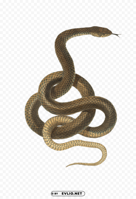 Snake Light Brown PNG Images For Banners