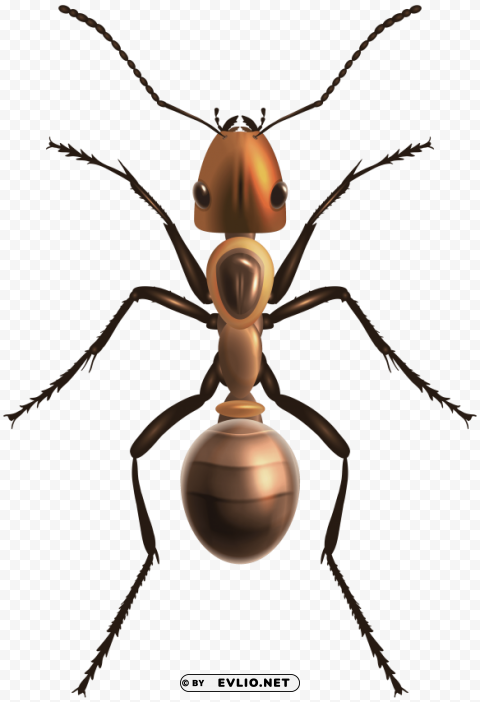 ant PNG format with no background