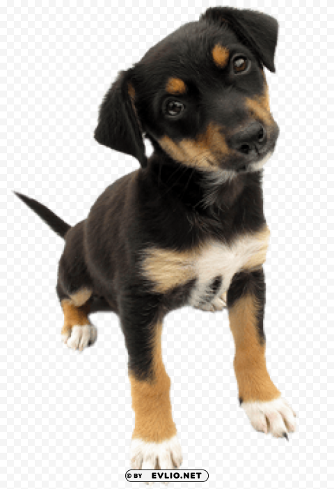 dog PNG clipart