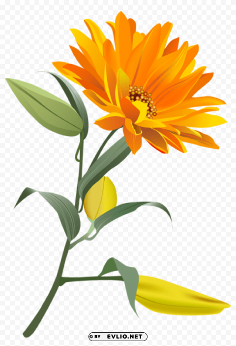 orange flower PNG Image Isolated with High Clarity