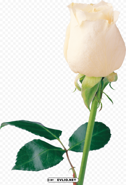 PNG image of white roses Isolated PNG Item in HighResolution with a clear background - Image ID b817c68c