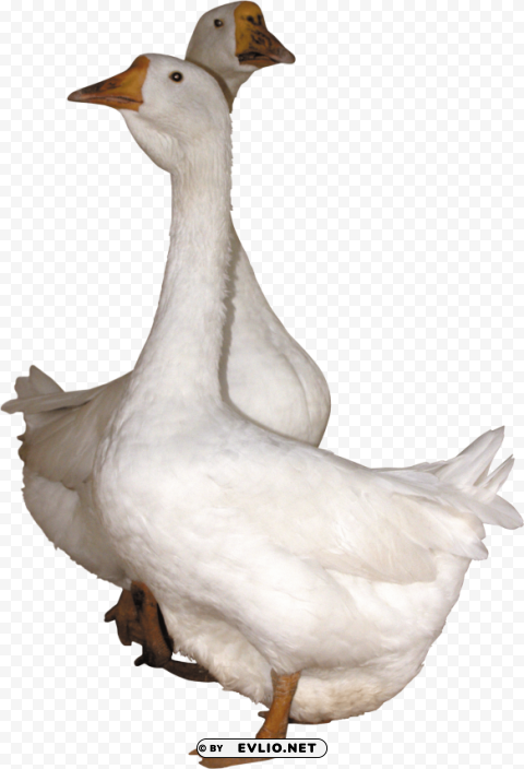 Duck PNG Graphics For Free