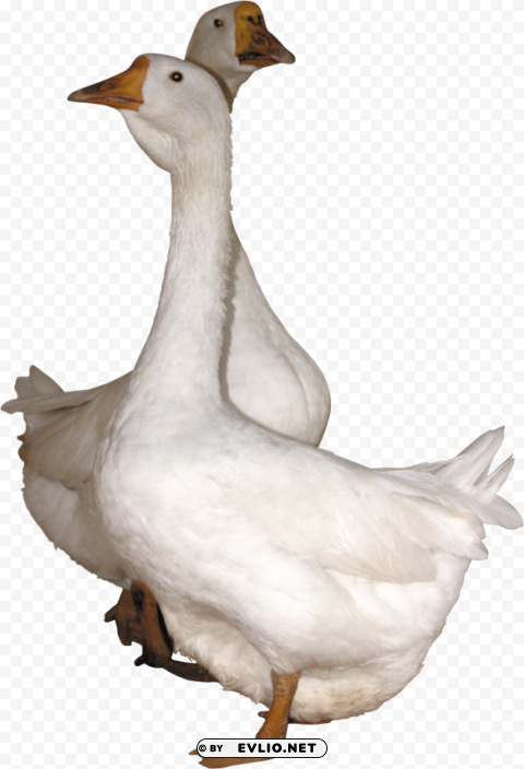 goose HighQuality Transparent PNG Isolated Object