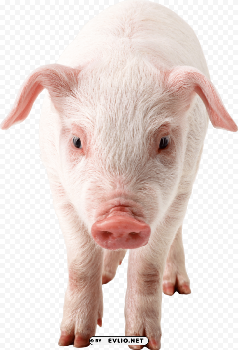 pig frontview PNG images alpha transparency