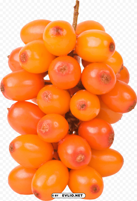 sea buckthorn PNG Graphic with Transparency Isolation
