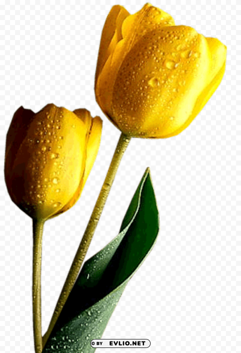 yellow tulips HighQuality PNG Isolated on Transparent Background