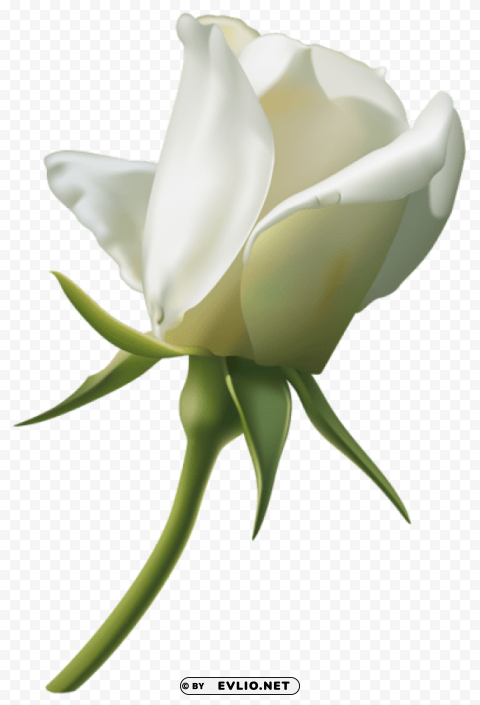 beautiful white rose bud Isolated Item with Transparent PNG Background