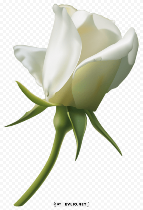 Beautiful White Rose Bud Isolated Item With Transparent PNG Background