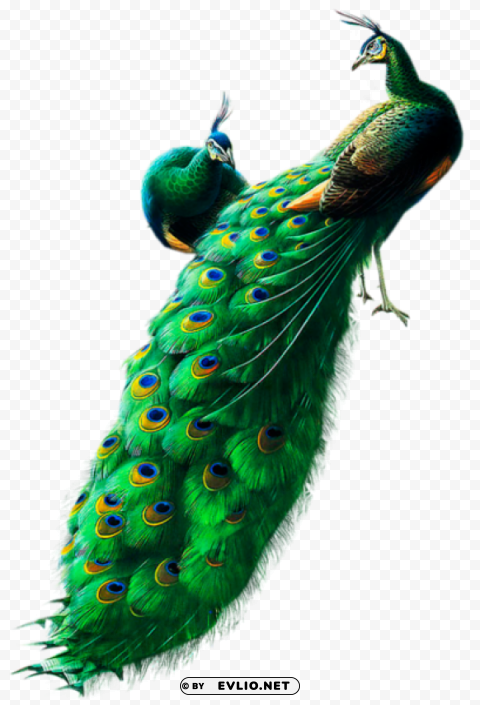 peacocks Free PNG