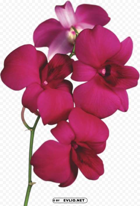 PNG image of  red orchid Transparent PNG images for design with a clear background - Image ID 880e8e31