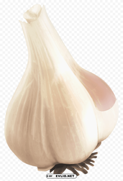 garlicpicture PNG photo without watermark