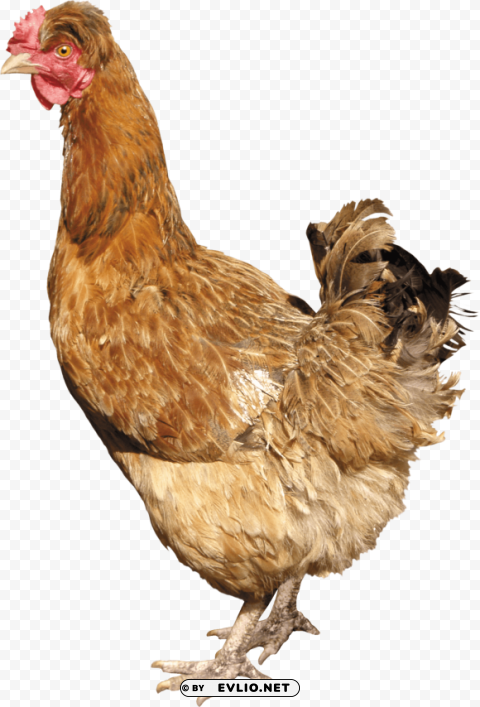 chicken PNG Graphic Isolated with Transparency