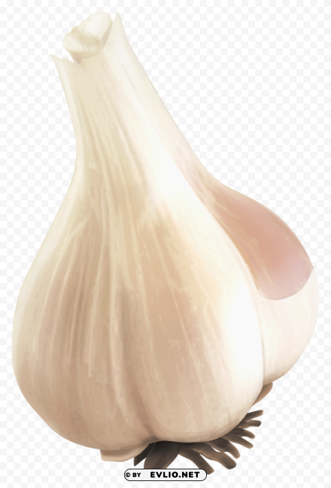 garlic Transparent PNG Isolated Object with Detail