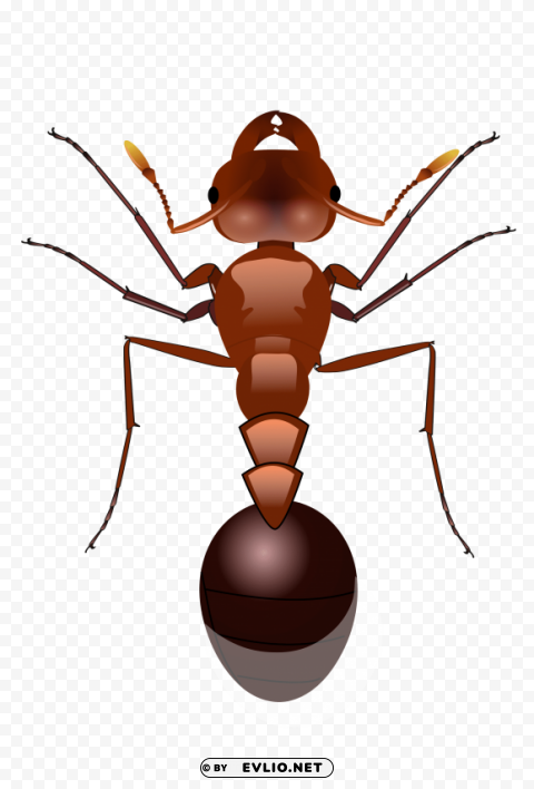 ants Isolated PNG Item in HighResolution