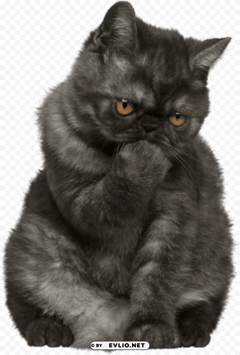 cat Isolated Subject on HighQuality Transparent PNG