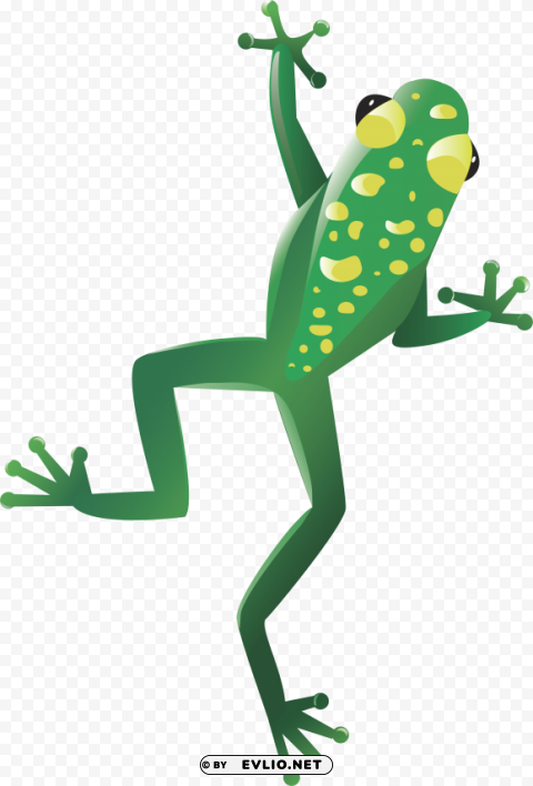 Frog No-background PNGs