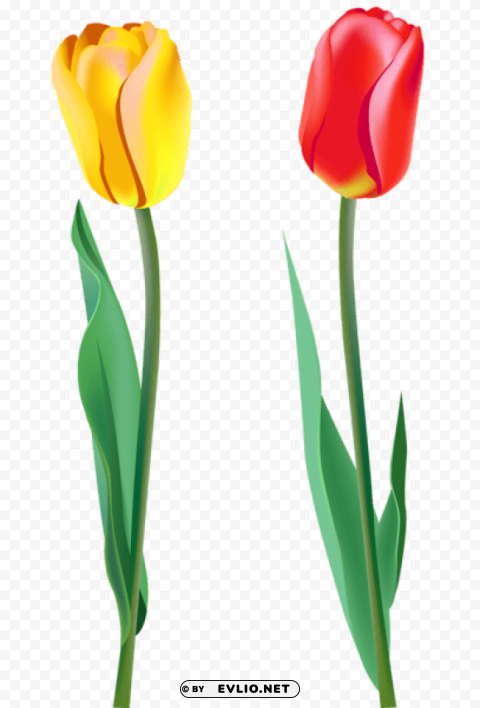 spring tulips Transparent Background PNG Isolated Pattern