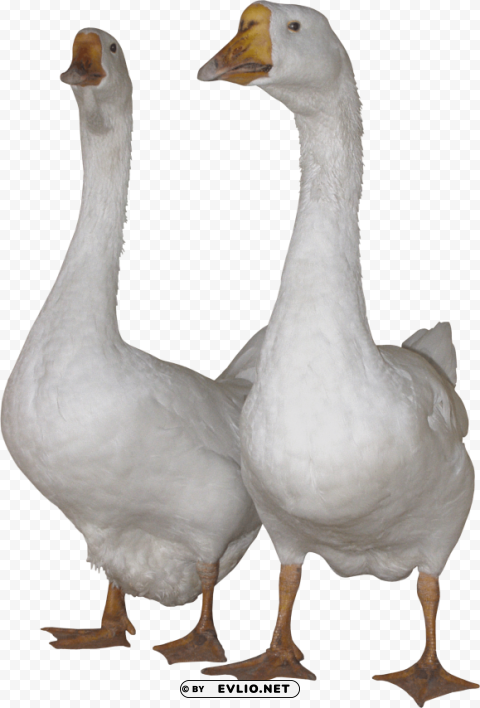 white goose PNG free download transparent background