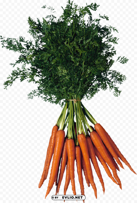 carrot PNG images with transparent backdrop