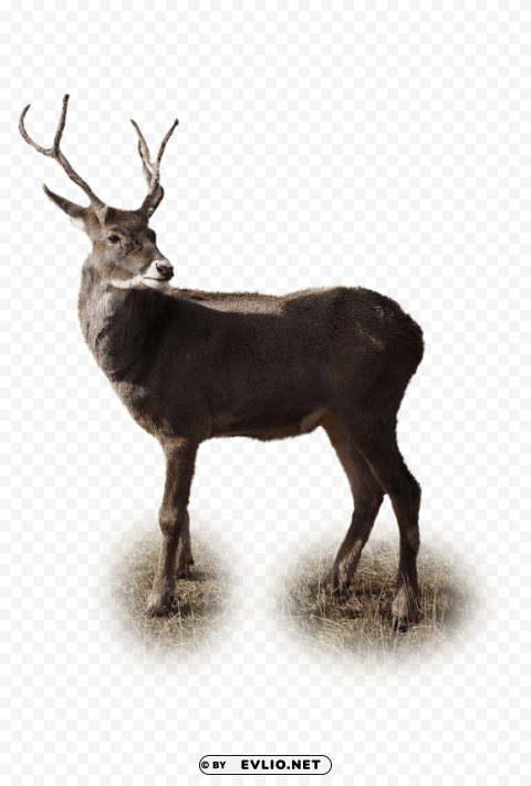 Deer PNG Illustration Isolated On Transparent Backdrop