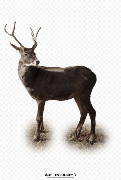 deer PNG Image Isolated on Transparent Backdrop