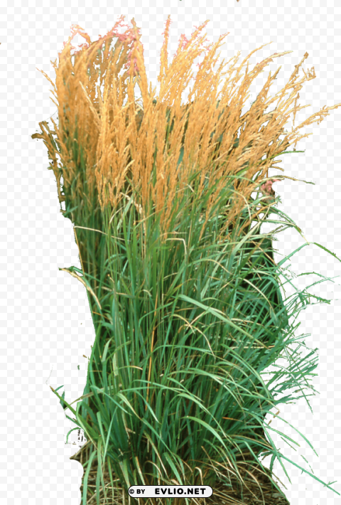 karl foerster grass Isolated Element with Transparent PNG Background