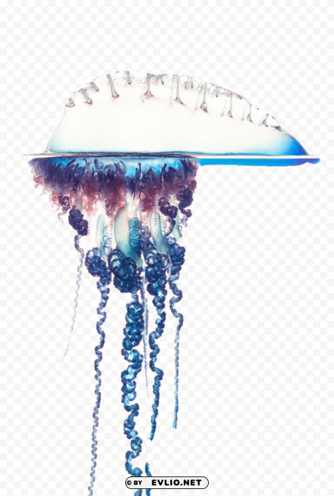 blue bottle jellyfish free pictures Clear background PNG images diverse assortment