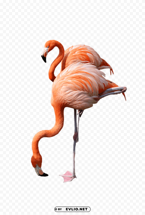 flamingo ClearCut Background PNG Isolated Item