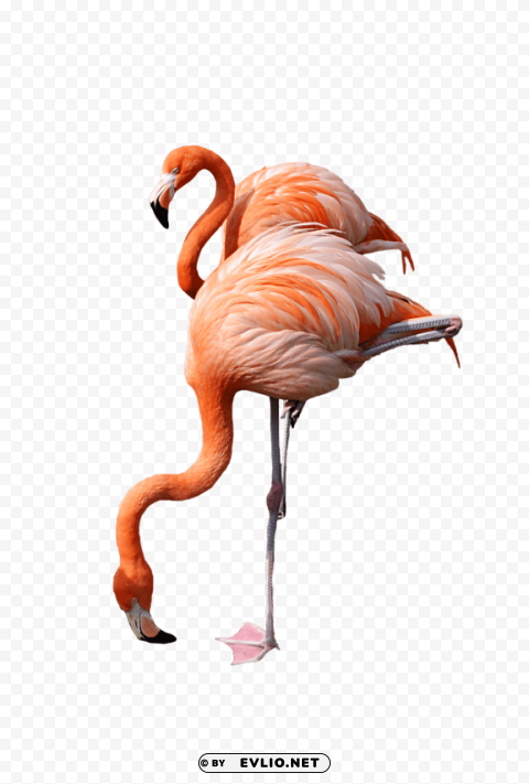 flamingo drinking PNG graphics for presentations