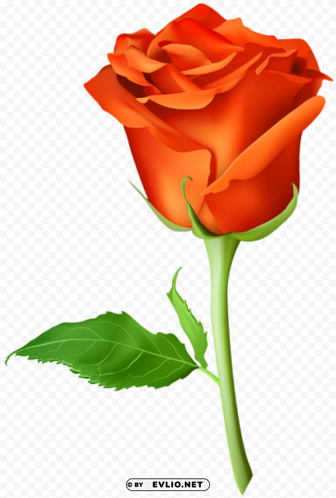 rose orange transparent PNG with Isolated Object