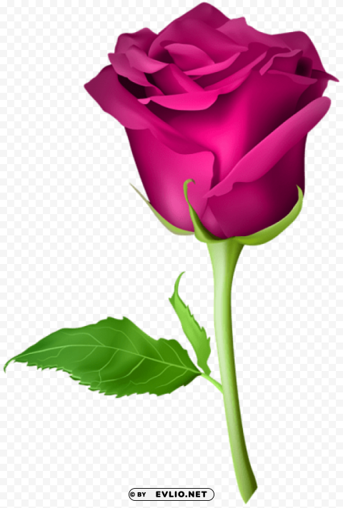 PNG image of rose pink transparent PNG with no background free download with a clear background - Image ID 5fa8b1cc