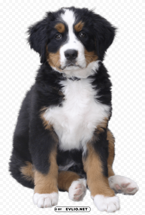 dog Isolated Subject on HighResolution Transparent PNG