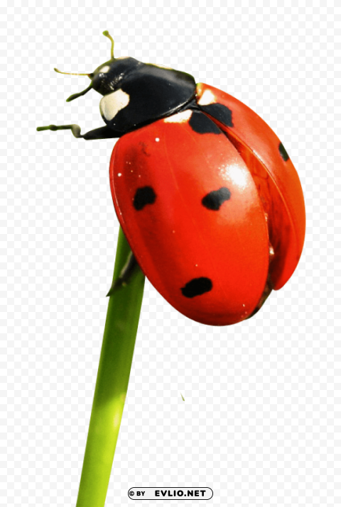 ladybug PNG Graphic with Transparent Background Isolation
