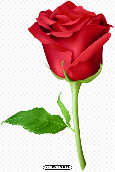 PNG image of rose red PNG with Clear Isolation on Transparent Background with a clear background - Image ID b1954a93