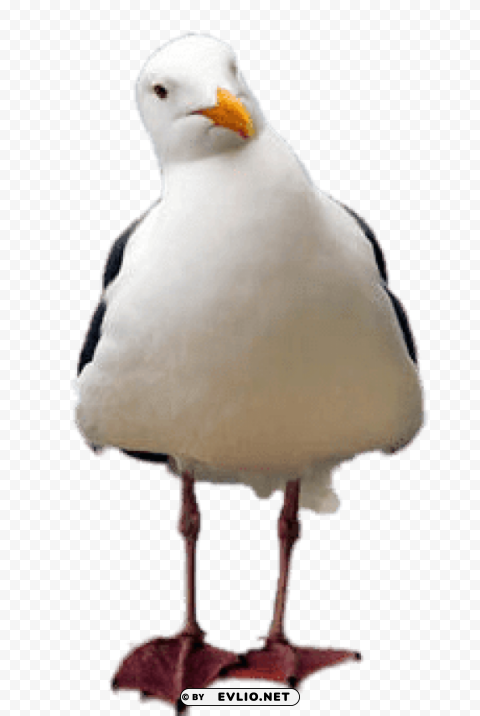 seagull tilted head PNG images with no background necessary