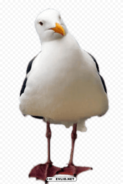 Seagull Tilted Head PNG Images With No Background Necessary