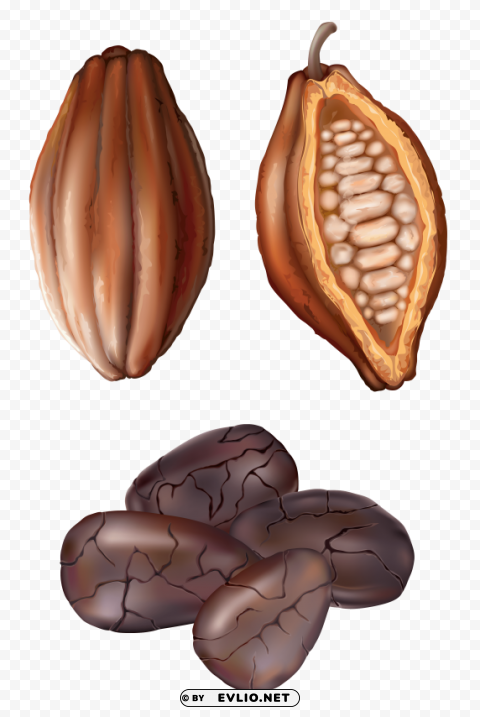 cocoa nut PNG picture clipart png photo - b767dfe7
