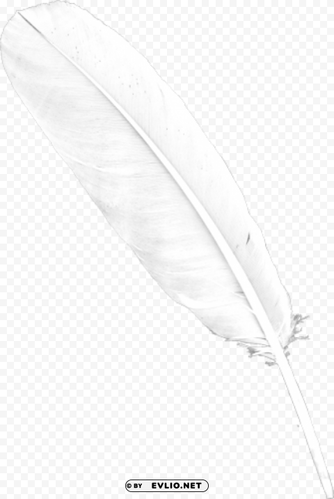 feather PNG transparent pictures for projects png images background - Image ID 31ffb9bd