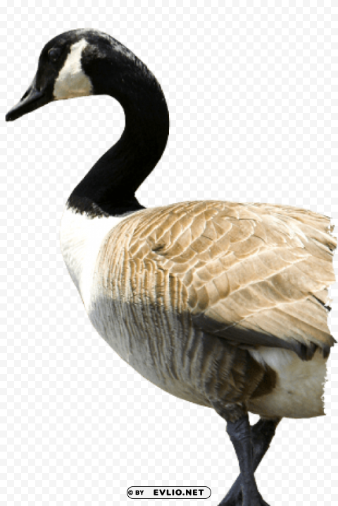 goose Isolated Artwork on Transparent PNG
