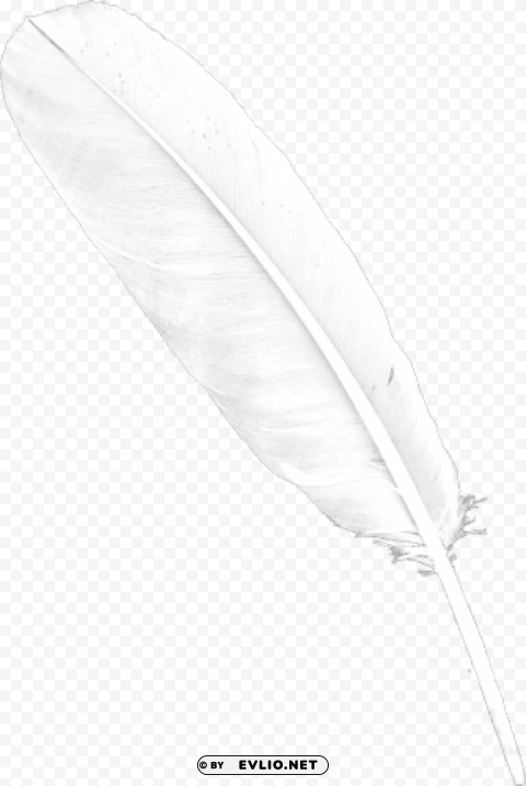 white feaher PNG Image Isolated with High Clarity