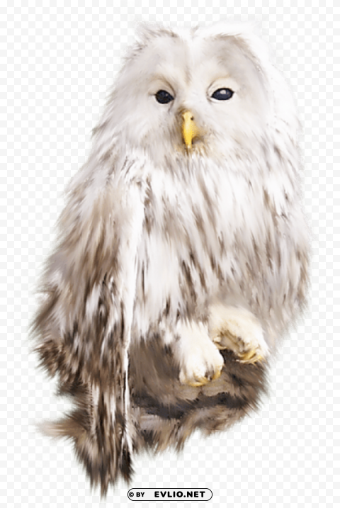 white owl Images in PNG format with transparency