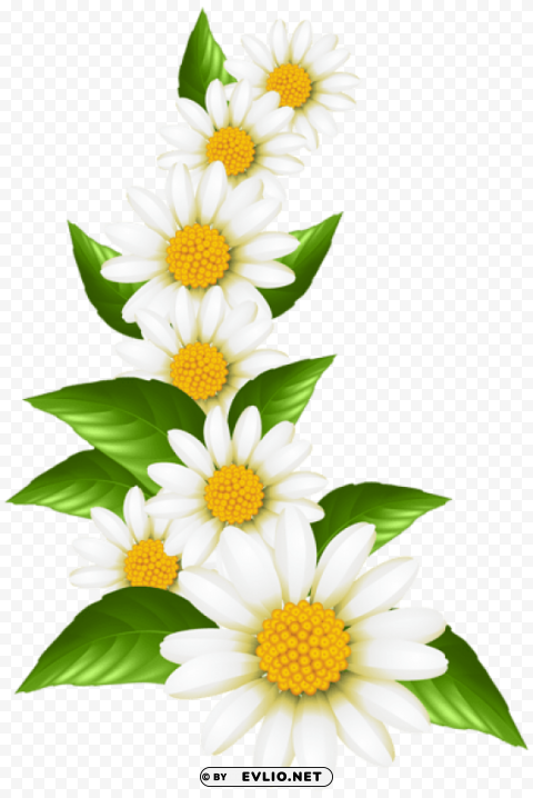 daisies decoration Transparent Background PNG Isolated Graphic