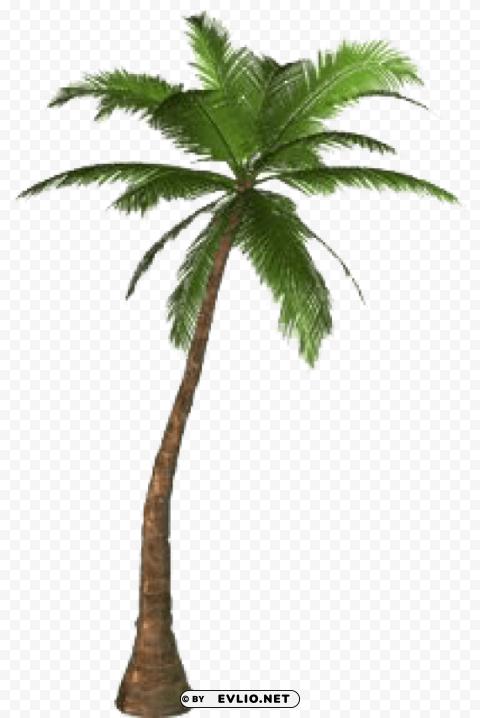 Palm Tree PNG Transparent Artwork